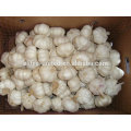 fresh pure white garlic